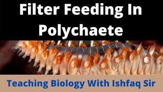 Filter feedings in Polychaeta Bsc 1st Semester Zoology [upl. by Salohcin]