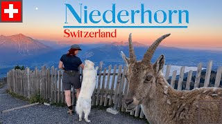 Niederhorn Beatenberg Switzerland Ibex encounters [upl. by Coletta]