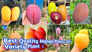 Amrican Kent Mango  Miyazaki Mango  R2E2 Mango  20 Variety Plant Available Hay  pH  8240727580 [upl. by Duax]