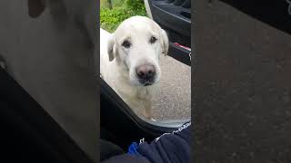 Dog is crying when Alfa Romeo won’t start [upl. by Llener]