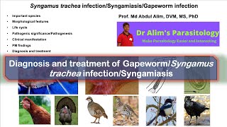 Syngamys tracheaGapeworm infectionSyngamiasis Diagnosis and treatment [upl. by Enylekcaj]