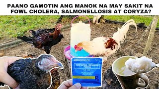 Paano gamotin ang manok na may sakit na fowl cholera salmonellosis at coryza [upl. by Demaria]