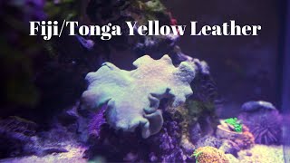 FijiTonga Yellow Leather Coral  Care Tips [upl. by Aztilem634]