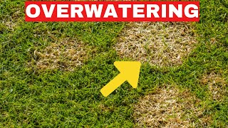 How to AVOID Overwatering [upl. by Wanfried]