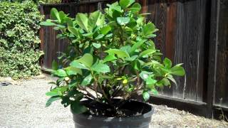 Creating a Dwarf Gardenia Bonsai Part 1 Intro and first pruningmp4 [upl. by Cristoforo]