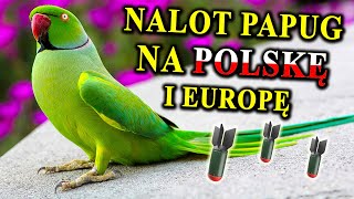 Mamy Dzikie PAPUGI w Polsce 🦜 Duże Głośne Zielone [upl. by Recneps505]