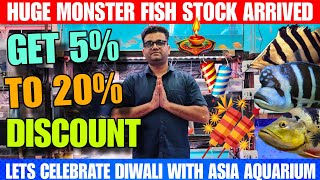 Datnoid Fish  Senegal Fish  Mango Jack Fish  Huge Exotic And Monster Fish Stock  Diwali Offer [upl. by Bushore]