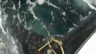 RESCATE DE BALLENA ENREDADA EN BOYA Luis Pettite Videografo [upl. by Inig538]