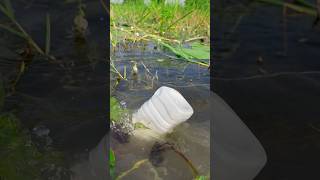 Amazing fishing trap in big fish bottlefishing fishtrap shorts [upl. by Dlarrej]