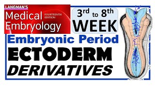 Langman Chapter6PartI  ECTODERM Derivatives  Embryonic Period 3rd to 8th WkDr Asif Lectures [upl. by Nalyk]