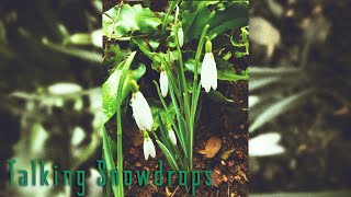 Talking Snowdrops [upl. by Asial]