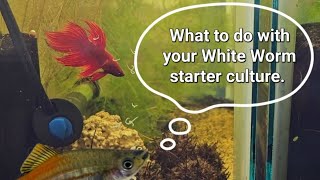 What to do with your White Worm starter culture [upl. by Sydelle442]