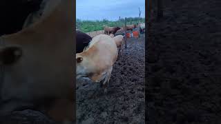 Record the daily life of cattle breeders Camel 525 [upl. by Othella]