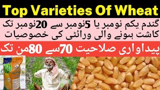 Wheat Varities Sowing In November Wheat top 4varities Maximum YieldWheat approved Varities 2024 [upl. by Iblehs]