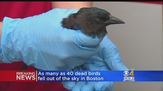 Over 3 Dozen Birds Fall From Sky In Dorchester [upl. by Zinnes]