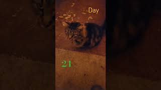 Petting my cat  day 24 catbehavior funny [upl. by Ennoryt]