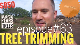 quotHow to Price Tree Trimmingquot Bradford Pear amp Birch Tree VLOG Episode63 [upl. by Judy]