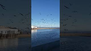 One fine day at Capitola Beach capitola california [upl. by Charron622]