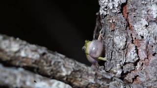 Pinewoods Treefrogs calling [upl. by Sharlene]