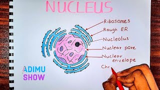 How to draw amp label the nucleus [upl. by Cartwright374]