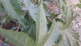 castor leaves uses or arandi ke patte ka istemal [upl. by Ecargyram]