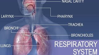 Anatomy and physiology of Respiratory system [upl. by Imoyaba]