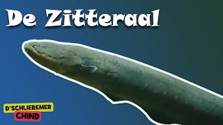 Schlieremer Chind  Zitteraal  Mir gönd in Zoo [upl. by Celtic]