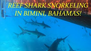 Reef Shark Snorkeling in Bimini [upl. by Snave]