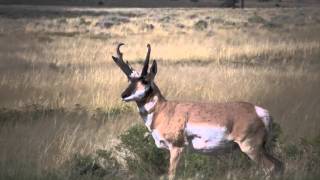 Eastmans Hunting TV  Bowhunting Wyoming Antelope  Outdoor Channel [upl. by Serdna]