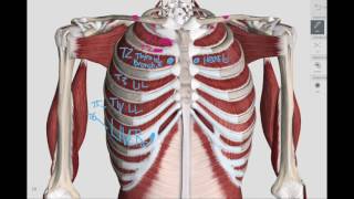 Chapman Points COMLEX  HIGH YIELD  3D [upl. by Eylloh439]