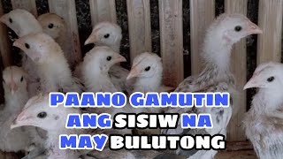 PAANO GAMUTIN ANG SISIW NA MAY BULUTONG  BALERIANS GAMEYARD [upl. by Ehsrop]