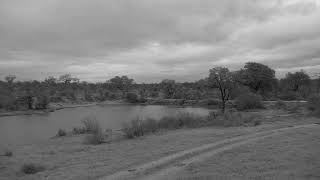 Djuma Private Game Reserve Live Stream [upl. by Clite]