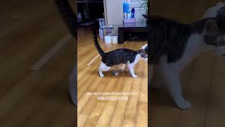 FUNNIEST CAT VIDEOS 😂 PART 1 [upl. by Nylloc]