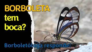 Borboleta tem boca Borboletóloga responde  Parte 1 [upl. by Vez]