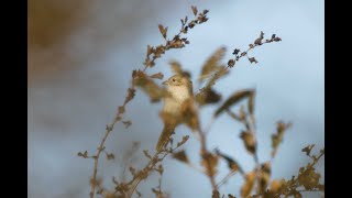 Isabelline  Redtailed Shrike Bempton Cliffs RSPB East Yorkshire 41024 [upl. by Savvas]