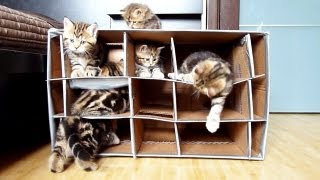 Funny and Cute Kittens playing with Handmade Fort [upl. by Aklim646]