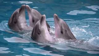 Bottlenose Dolphins Ocean’s Smartest Swimmers [upl. by Hilar]