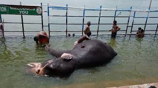 Srirangam temple elephant bathing video [upl. by Tutankhamen848]