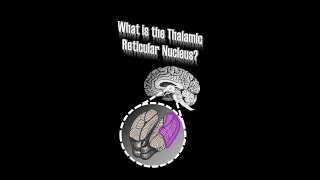 Thalamic Reticular Nucleus TRN [upl. by Nine]