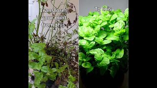 Restore a tired mint plant plant hack [upl. by Ava141]