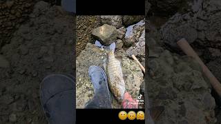 fishing Willamette River Portland Oregon fishing bassfishing smallmouthbass angler outdoors [upl. by Bakemeier258]