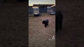 Young Bouvier Des Flandres herding cattle [upl. by Veronique]