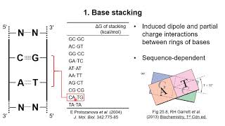 Nucleic Acid Structure 2 – Stability of DNA [upl. by Ahsoek]