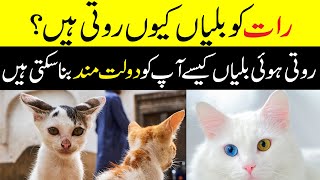 Rat Ko Roti Hoi Billi  App Ko Dolat Mand Bana Sakti [upl. by Ainorev102]