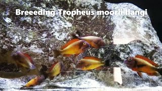 Tropheus moorii Ilangi Breeding Group [upl. by Bortz]