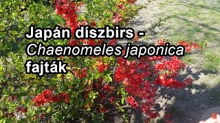 Japán díszbirs  Chaenomeles japonica fajták [upl. by Jaynes576]