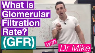 Glomerular Filtration Rate GFR  Renal System [upl. by Gardener399]