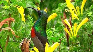 Beautiful sunbirds in the quotLittle Karooquot South Africa [upl. by Aig]