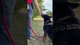 Buddy such a well mannered boy dog cattledog dogtraining [upl. by Verena]