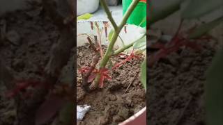 rose care tips  trending shortvideos shortfeed rosesorganic gardening [upl. by Pantheas]